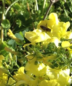 bee on oxalis