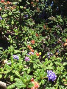 ceanothus in author's marin garden