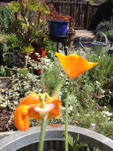 poppies in container