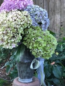 hydrangeas
