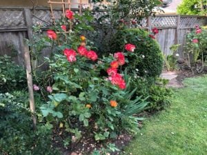 red roses