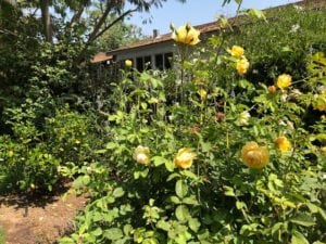 yellow roses