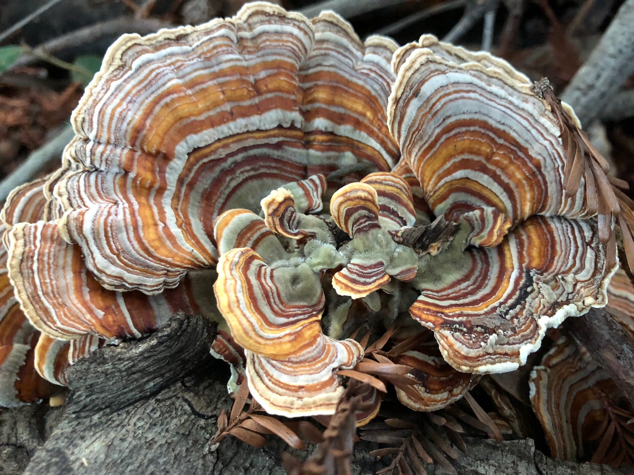 Turkey tail mushroom on Mt. Tamalpais