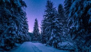 snowy trees
