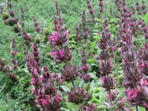Hummingbird sage, Salvia spathacea