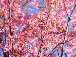 flowering tree