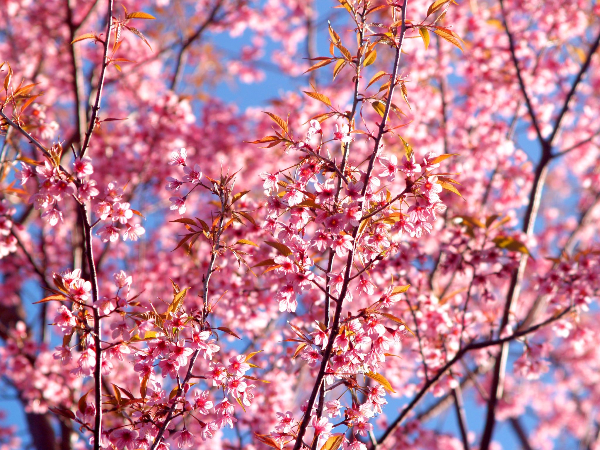 flowering tree