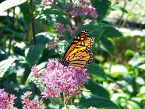 Milkweed