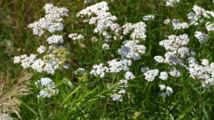 Yarrow, Achillea millefolium