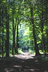 Photo by Kaboompics .com from Pexels