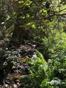 Along the Rock Springs trail