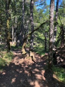 Rock Springs trail, Mt. Tamalpais