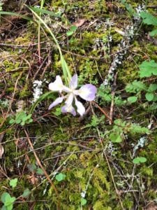 iris, Mt. Tamalpais