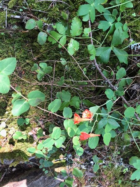 orange flowers, Mt. Tamalpais
