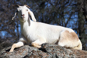 Goat at Animal Place sanctuary