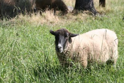 Sheep at Animal Place sanctuary