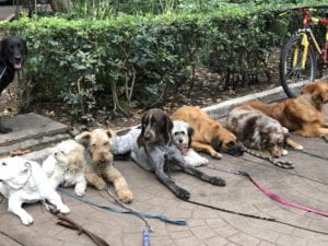 The dog park at Parque Mexico