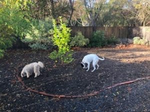 cleared-out garden