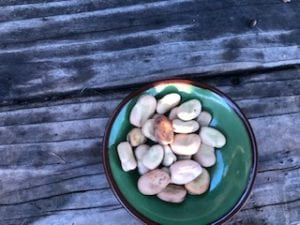 Fava bean seeds